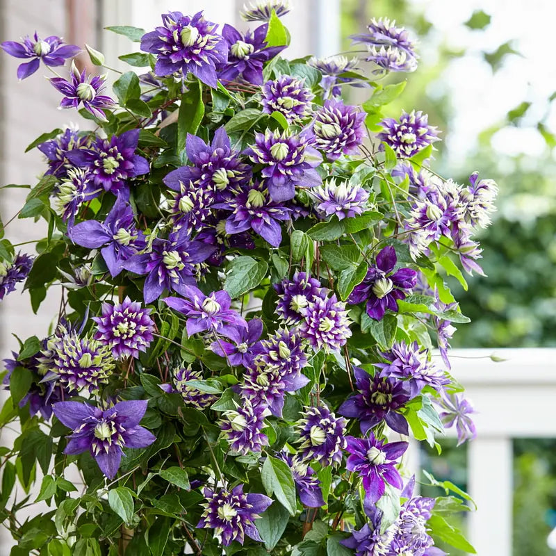 Taiga Clematis Vine, Bare Root Starter Perennial Plant (1-Pack)