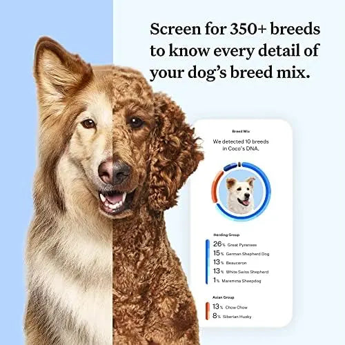 Wisdom Panel Essential Dog DNA Kit: Accurate Test for 365+ Breeds, 30 Health Conditions, 50+ Traits, Ancestry  1 Pack