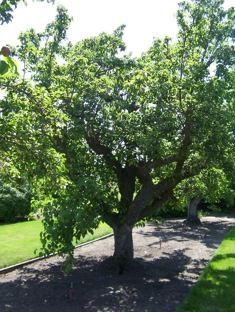 Comice Pear Tree  Gourmet-Grade, Sweet & Buttery Dessert Pear