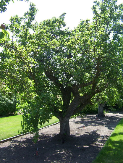 Comice Pear Tree  Gourmet-Grade, Sweet & Buttery Dessert Pear