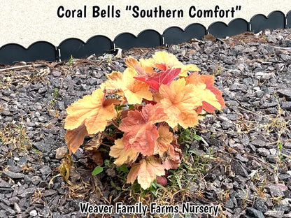 Coral Bells ‘Southern Comfort’  Heat-Tolerant Heuchera Cultivar with Ruffled Bronze-Purple Foliage