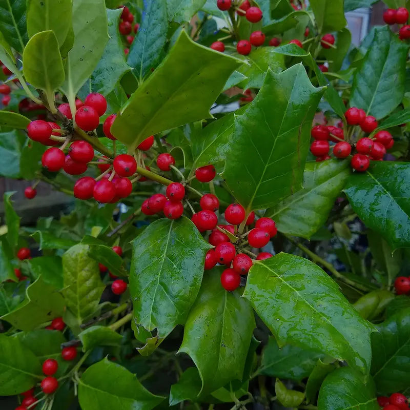 Nellie Stevens Holly 1 Gal.  Beautiful Red Berries  Hardy Evergreen Foliage