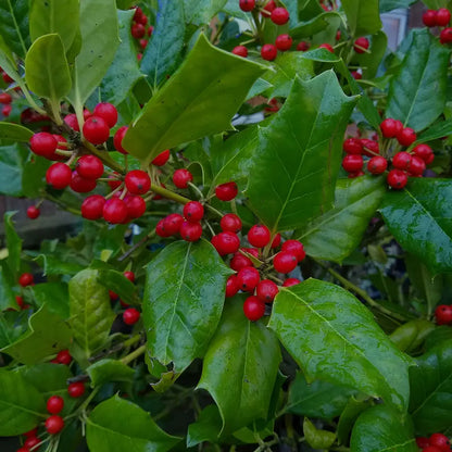 Nellie Stevens Holly 1 Gal.  Beautiful Red Berries  Hardy Evergreen Foliage