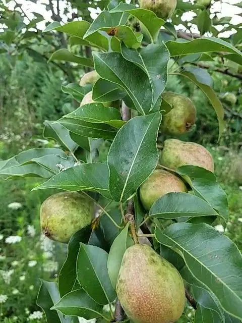Kieffer Pear Tree  Heat-Tolerant, Dual-Purpose Cultivar