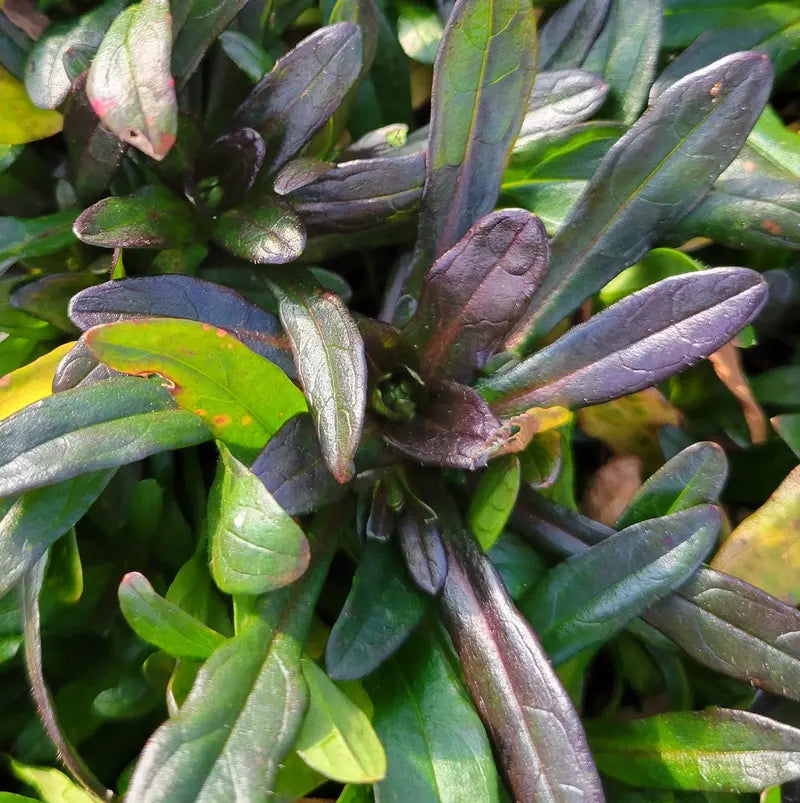 Chocolate Chip Ajuga Creeping Groundcover
