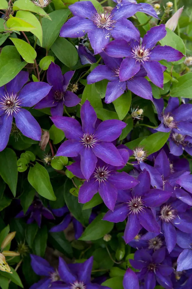 The President Clematis Vine  Deep Purple  2.5