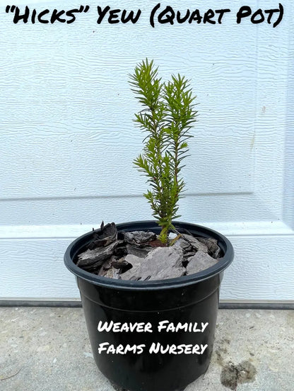 Yew ‘Hicks’