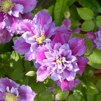 Piilu Clematis Vine  Heaviest Blooming Clematis  2.5