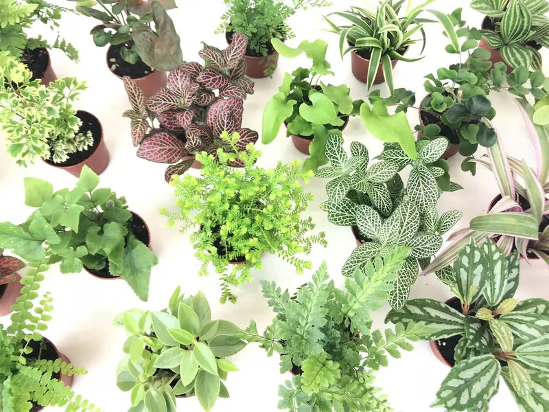 Mini Terrarium Plants (2 Plants) Fairy Garden Plants (Assorted Varieties) (2″ Pots)