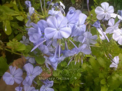 Plumbago Auriculata Perennial Shrub, Imperial Blue Flower, Gallon Pot