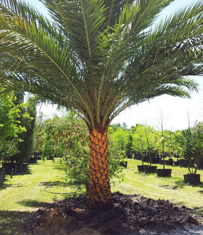 Sylvester Palm  Live Plant in a 10 inch Growers Pot  Phoenix Sylvestris- Hardy Palms from Florida