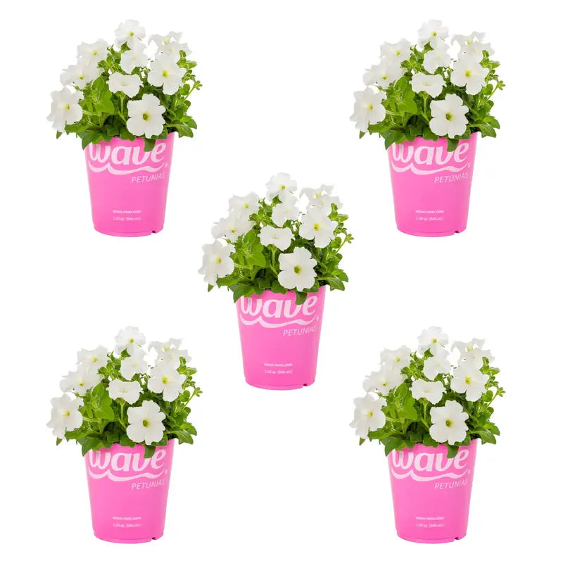 Wave 1 Quart White Petunia Annual Live Plants (5 Count) with Grower Pot