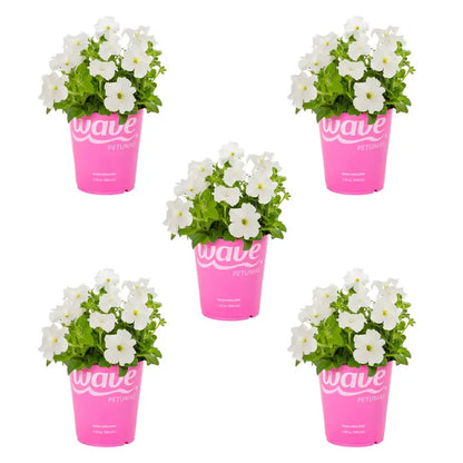Wave 1 Quart White Petunia Annual Live Plants (5 Count) with Grower Pot