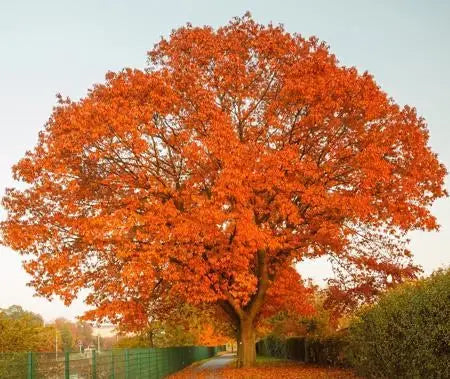 Northern Red Oak Tree  Majestic Shade Tree with Strong Wood, Reddish Fall Foliage, and Acorns