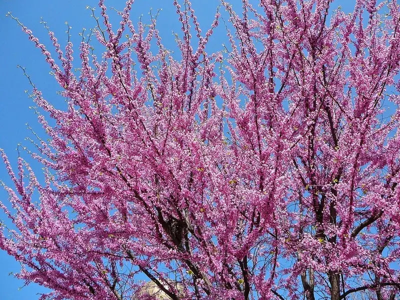 Eastern Redbud Ornamental Tree