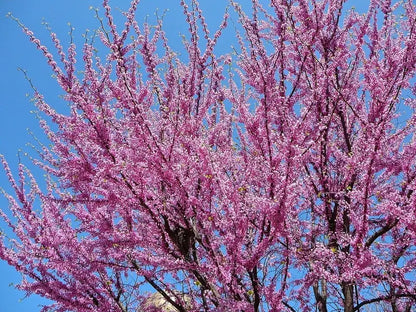 Eastern Redbud Ornamental Tree