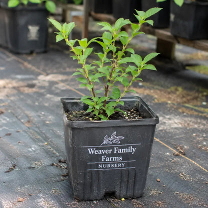 Jules Nanking Cherry  Prolific, Tart-Sweet Wild Cherry Shrub
