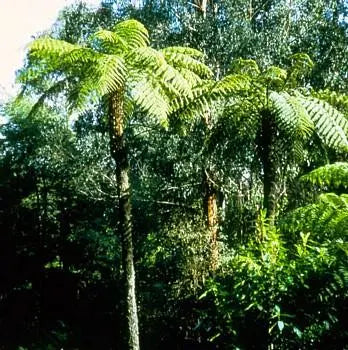Australian Tree Fern  Cyathea cooperi  Exotic  6