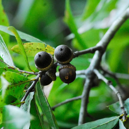 Willow Oak Tree  Slender-Leaved Oak Ideal for Urban Landscapes and Coastal Areas