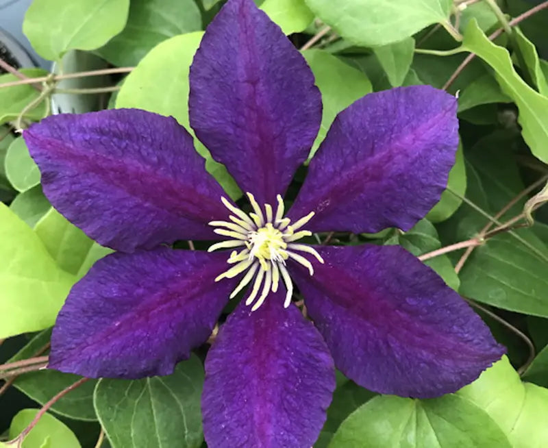 The President Clematis Vine  Deep Purple  2.5