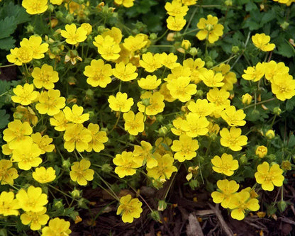 Yellow Potentilla