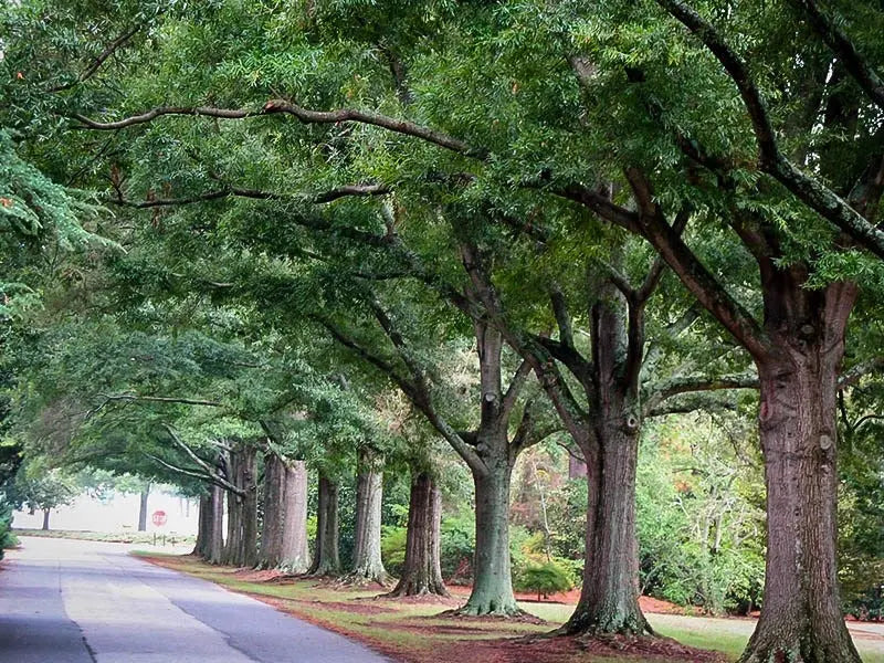 Willow Oak Tree  Slender-Leaved Oak Ideal for Urban Landscapes and Coastal Areas