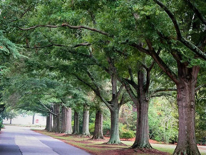 Willow Oak Tree  Slender-Leaved Oak Ideal for Urban Landscapes and Coastal Areas