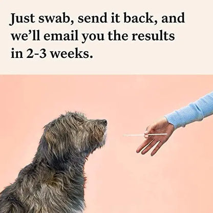 Wisdom Panel Premium Dog DNA Kit: 265+ Health Tests, 365+ Breeds, 50+ Traits, Ancestry & Relatives  1 Pack