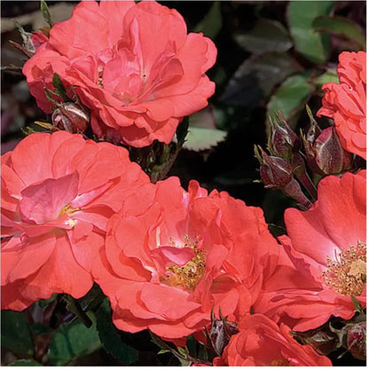 Coral Drift Rose (2 Gallon) Low-Growing Groundcover Deciduous Flowering Shrub  Full Sun Live Outdoor Plant