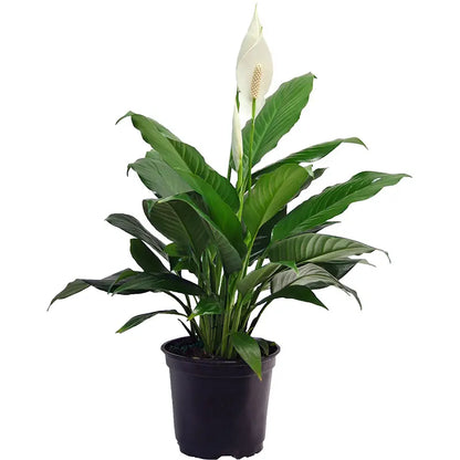 Costa Farms  Live Indoor 15in. Tall White Peace Lily; Bright, Indirect Sunlight Plant in 6in. Grower Pot