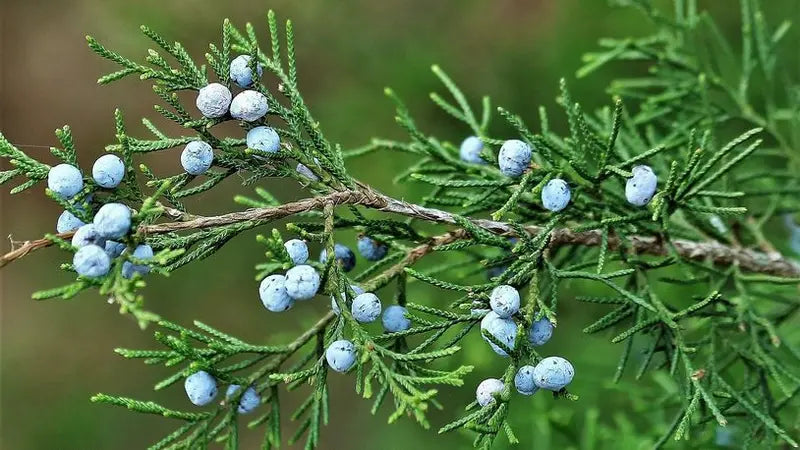 Eastern Red Cedar Tree  Evergreen, Drought-Tolerant Native Conifer & Wildlife Habitat
