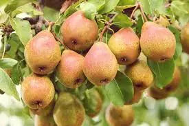 Comice Pear Tree  Gourmet-Grade, Sweet & Buttery Dessert Pear