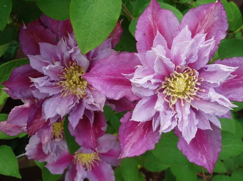 Piilu Clematis Vine  Heaviest Blooming Clematis  2.5
