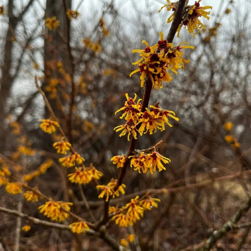 Witch Hazel
