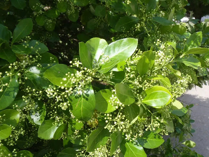 Manhattan Euonymus Compact Shrub