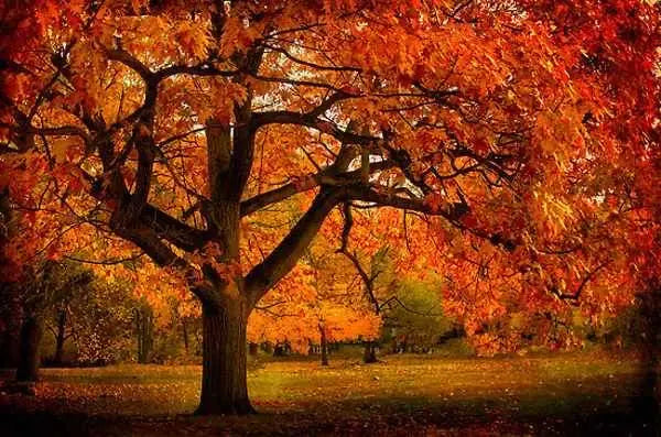 Northern Red Oak Tree  Majestic Shade Tree with Strong Wood, Reddish Fall Foliage, and Acorns