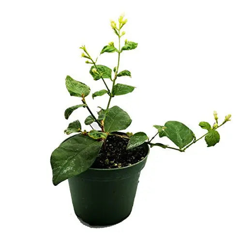Jasmine Maid of Orleans Plant  4