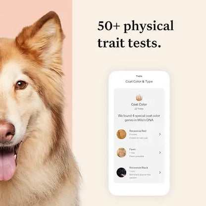 Wisdom Panel Premium Dog DNA Kit: 265+ Health Tests, 365+ Breeds, 50+ Traits, Ancestry & Relatives  1 Pack