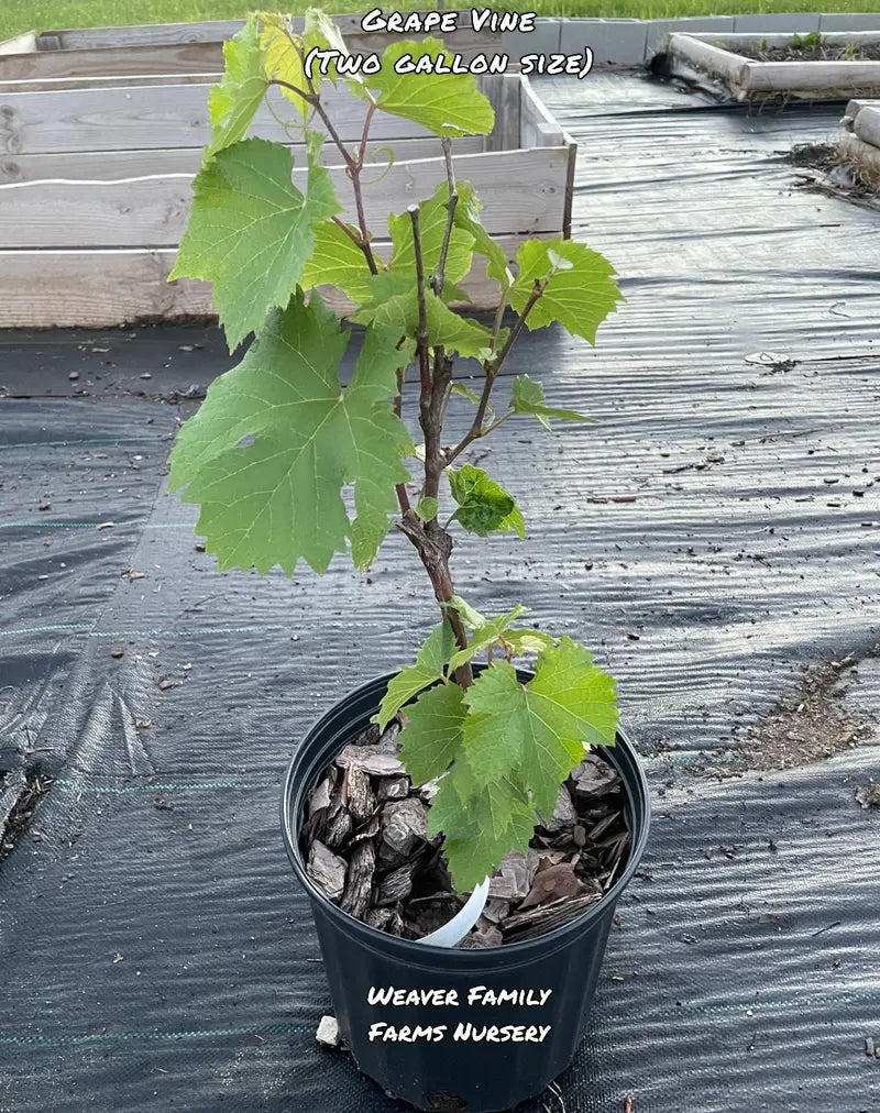 Jupiter Grape Vine  Hardy, Seedless, Blue Table Grape Variety