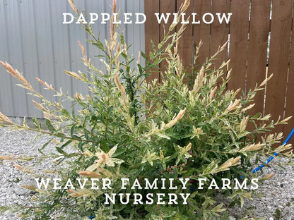 Dappled Willow