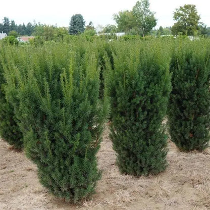 Yew ‘Hicks’