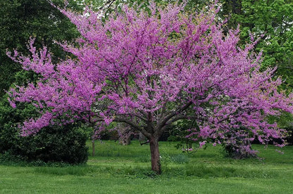 Eastern Redbud Ornamental Tree