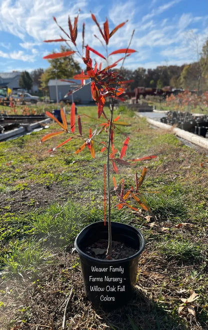 Willow Oak Tree  Slender-Leaved Oak Ideal for Urban Landscapes and Coastal Areas
