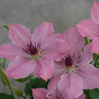 Sarah Elizabeth Clematis Vine, Bare Root Starter Perennial Plant (1-Pack)