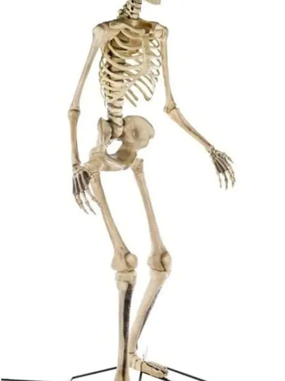 2025 Home Accents Giant 12-Foot Skeleton Decoration  Realistic LifeEyes Design (Model NO250058)