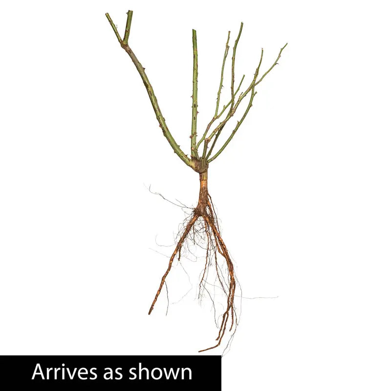 William Baffin Dormant Bare Root Climbing Rose, Includes one dormant plant per order