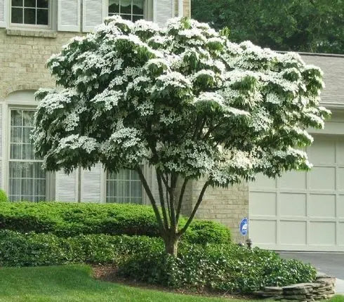 White Flowering Dogwood Tree