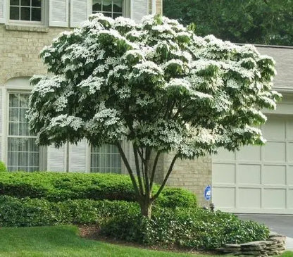 White Flowering Dogwood Tree