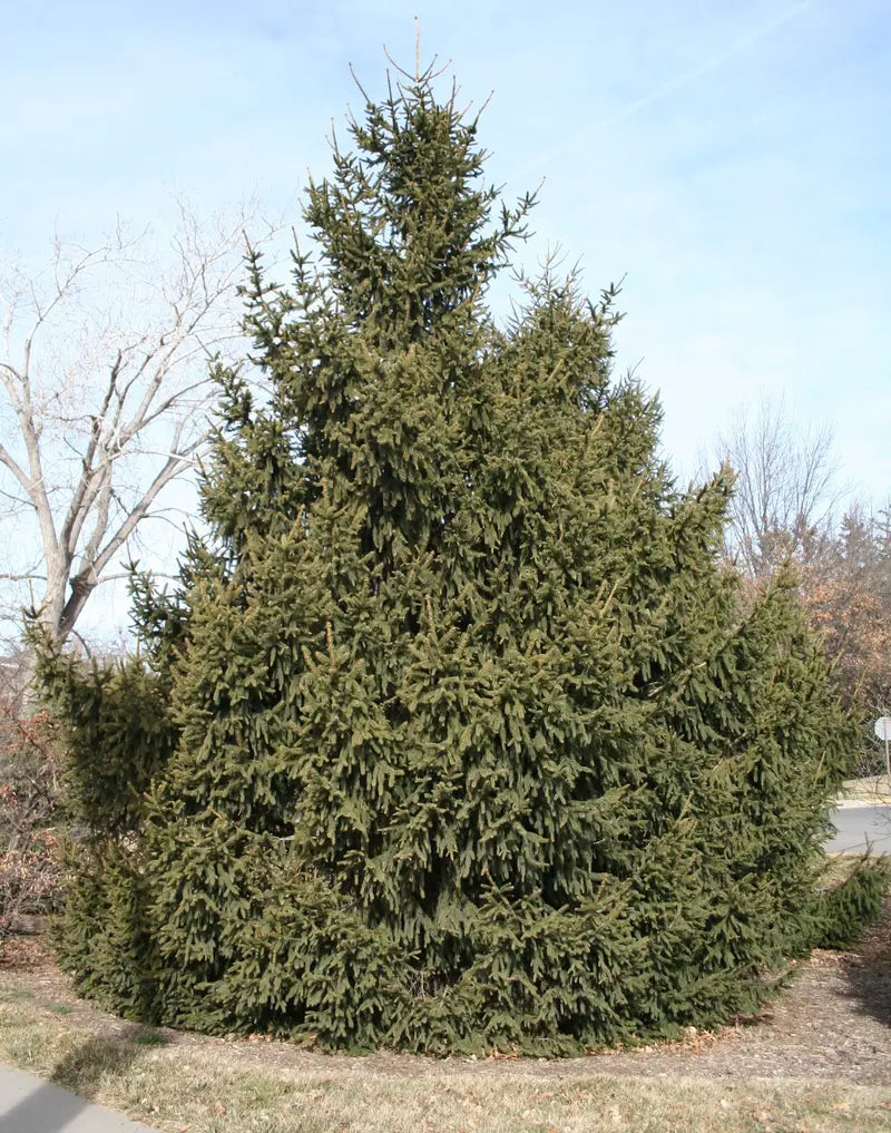 Norway Spruce Tree  Dense Evergreen Conifer with Drooping Branches and Year-Round Privacy