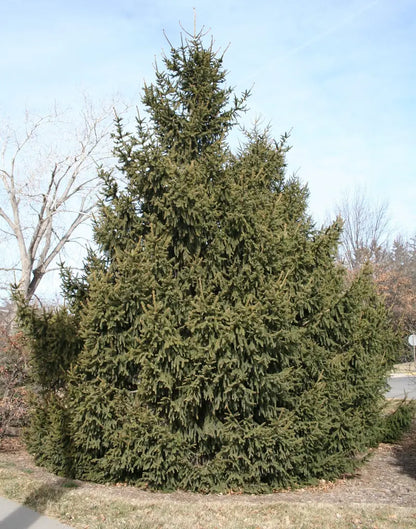 Norway Spruce Tree  Dense Evergreen Conifer with Drooping Branches and Year-Round Privacy